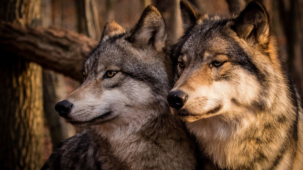 Wolf Symbolism | What does a wolf symbolize? The symbolic meaning of Wolf Jewelry