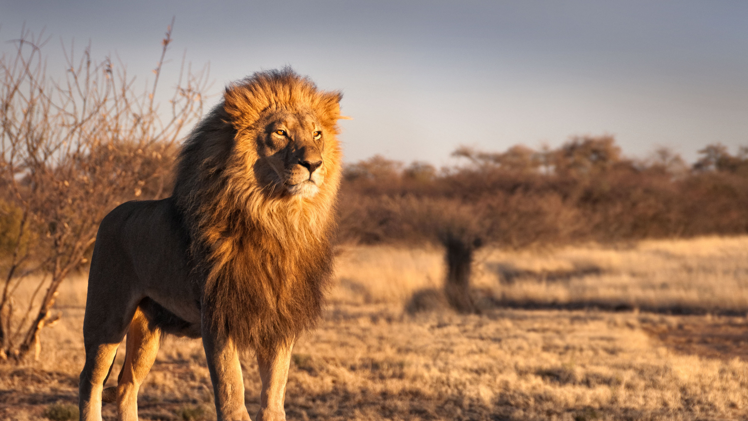 lion symbolic meaning