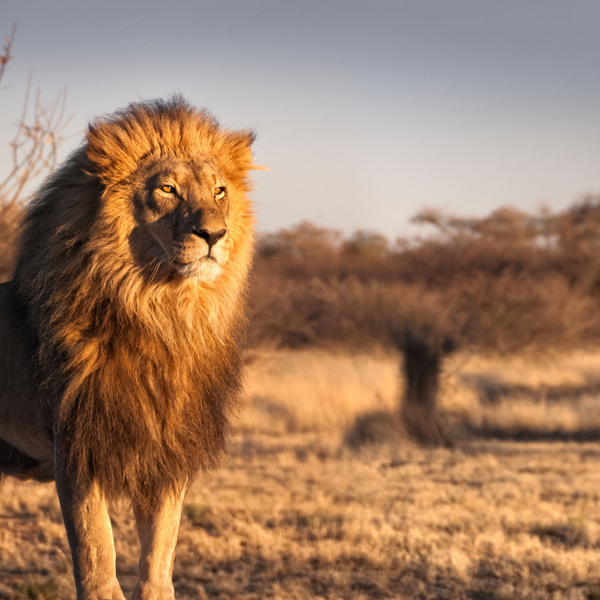 Petrvs 2025 lion meaning